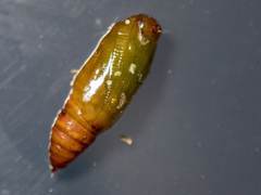 Didymoctenia exsuperata