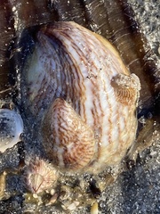 Crepidula fornicata image