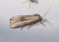 Crambodes talidiformis