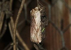 Hypotrix diplogramma