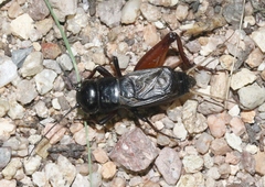 Gryllus montis