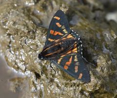 Mimardaris pityusa