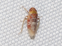 Dragonana dracontea