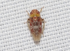 Dragonana dracontea