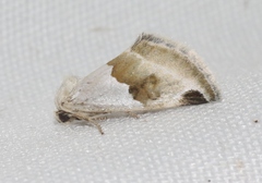 Plagiomimicus dimidiata