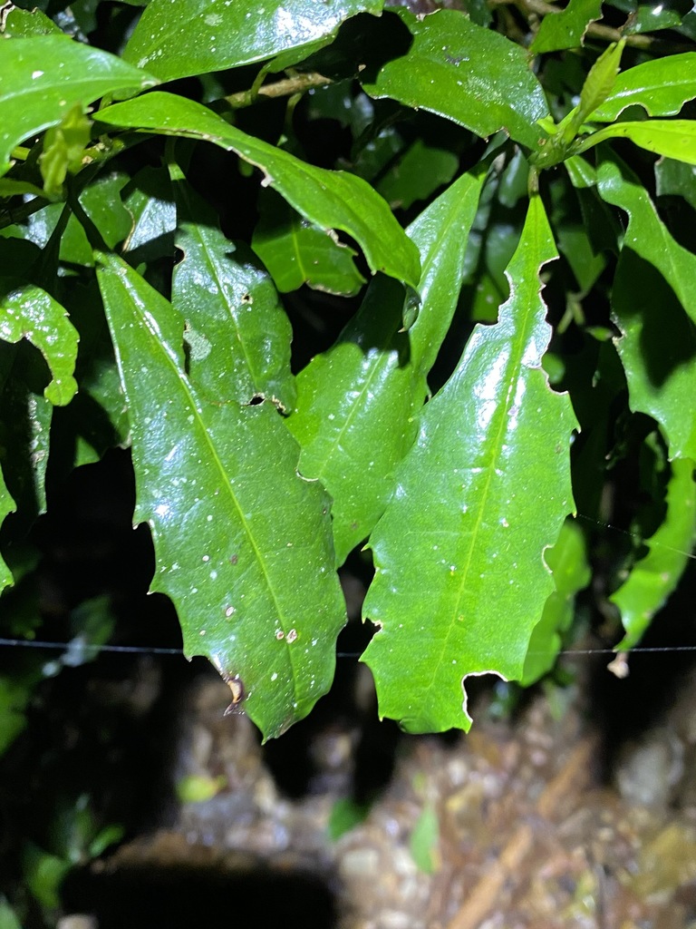 Featherwood from Mount Glorious QLD 4520, Australia on December 22