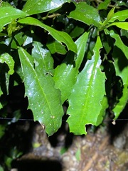 Polyosma cunninghamii