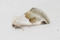 Plagiomimicus dimidiata