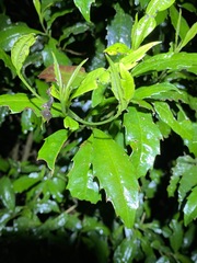 Polyosma cunninghamii