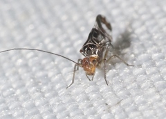 Cerastipsocus trifasciatus