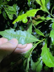 Polyosma cunninghamii