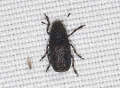Euparius subtesselatus