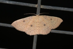 Cyclophora dataria
