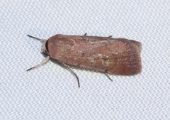 Anicla biformata