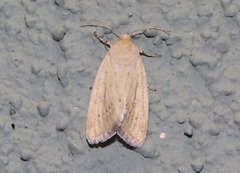 Heliocheilus paradoxus