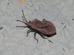 Villasitocoris inconspicuus
