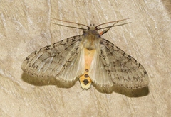 Pseudohemihyalea labecula