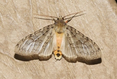 Pseudohemihyalea labecula