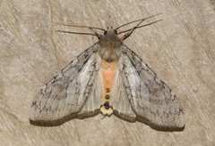 Pseudohemihyalea labecula