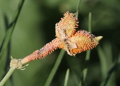 Puccinia chloridis