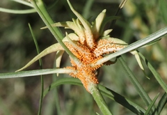 Puccinia chloridis
