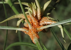 Puccinia chloridis