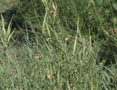 Puccinia chloridis