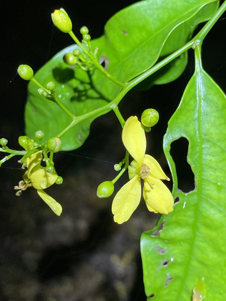 Guilfoylia