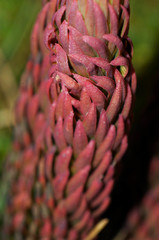 Phlegmariurus crassus