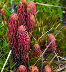 Phlegmariurus crassus