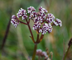 Valeriana adscendens