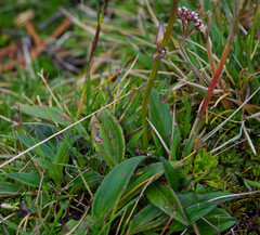 Valeriana adscendens