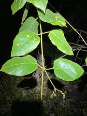 Parsonsia fulva