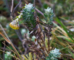 Lasiocephalus ovatus