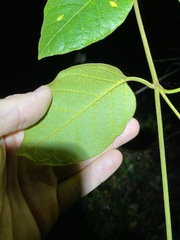 Parsonsia fulva