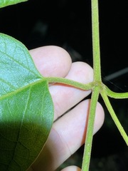 Parsonsia fulva