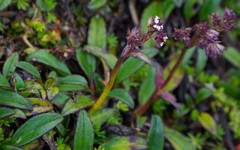 Valeriana adscendens