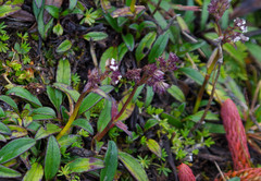 Valeriana adscendens