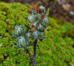 Linochilus rupestris