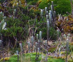 Lasiocephalus ovatus