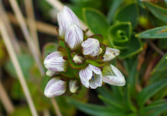 Gentianella nummulariifolia