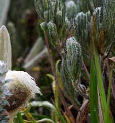 Diplostephium ericoides