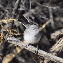 Polioptila melanura