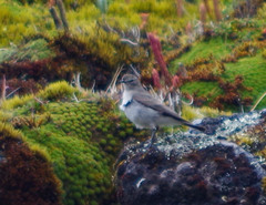 Muscisaxicola alpinus