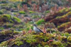 Muscisaxicola alpinus