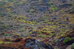 Muscisaxicola alpinus