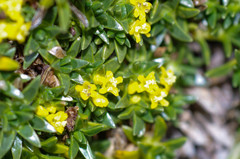 Valeriana aretioides
