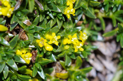 Valeriana aretioides