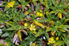 Valeriana aretioides