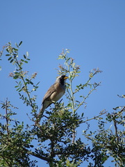 Saltatricula multicolor